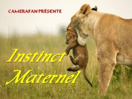 Instinct maternel