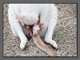 La naissance ou première sortie d'un kangourou blanc