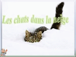 Les chats dans la neige