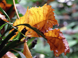 Les feuilles mortes de Jacques Prévert