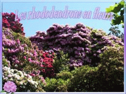 Les rhododendrons en fleurs
