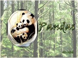 Pandas: Ne sont ils pas mignons ?