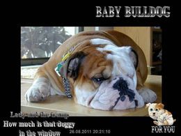 Baby Bulldog