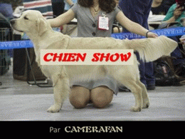 Chien show