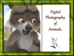 Digital photography of animals