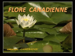 Flore canadienne
