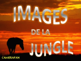 Images de la jungle