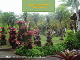 Le jardin Balata en Martinique