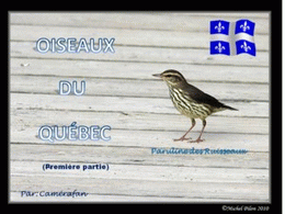 Oiseaux du Québec 01