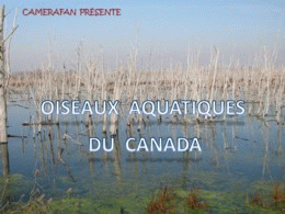 Oiseaux aquatiques du Canada