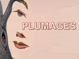 Plumages