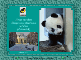 Zoo Wien Panda Fu Hu