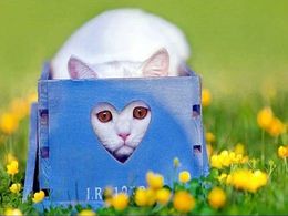 diaporama pps Animaux si mignons