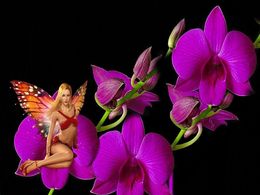 diaporama pps Fairy forest