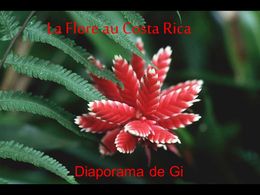 diaporama pps La flore au Costa Rica