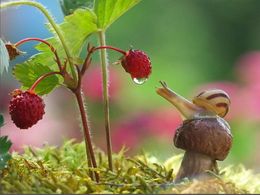 diaporama pps Minuscules beautés