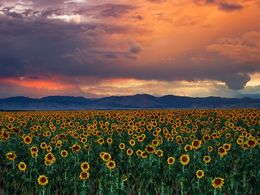 diaporama pps Sunflowers