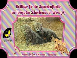 diaporama pps Zoo Schönbrunn – Gepard