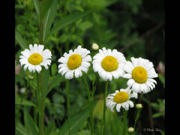 Marguerite