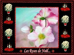 Les roses de noël