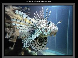 PPS Nausicaa - Boulogne sur mer