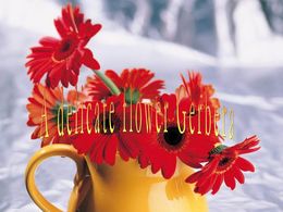 A delicate flower gerbera