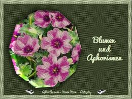 Aphorismen und Blumen 2