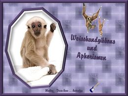 Aphorismen und Weißhandgibbons