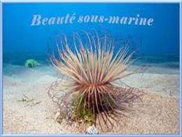 Beauté sous marine