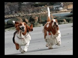 Drôles tendres et insolites 112