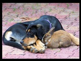 Drôles tendres et insolites 113