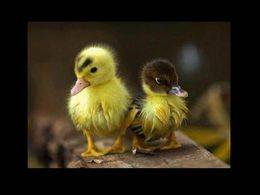 Drôles tendres et insolites 115