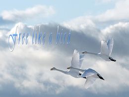 Free like a bird