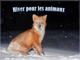 Hiver pour les animaux