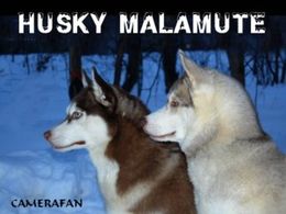 Husky malamute