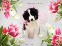 Juste un peu de douceur