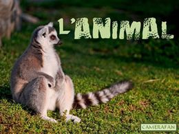 L'animal
