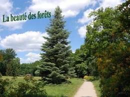 La beauté des forêts