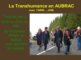 La transhumance en Aubrac