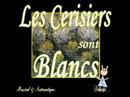 Les cerisiers blancs