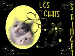 Les chats s'aiment