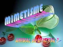 Mimétisme animal ou minéral