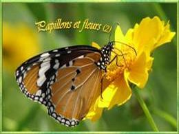 Papillons et fleurs 2