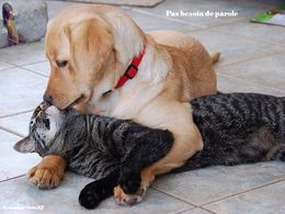 Pas besoin de parole