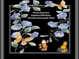 Photos d'animaux d'espèces différentes mais bien potes quand même